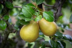 Gorham Pear (Pyrus communis)