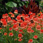 Echinacea 'Secret Lust' Echinacea purpurea for planting in flower bed