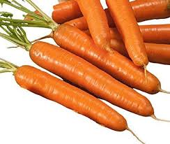  slender orange Bambina baby carrots growing in garden soil

