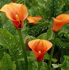 Orange Calla Flower Planting Seeds for Garden NON GMO Seeds Dhara Seeds
