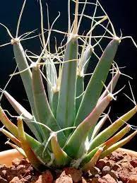 Green Leuchtenbergia Planting Seeds for Garden NON GMO Seeds Dhara Seeds