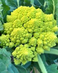 Broccoli Brassica Oleracea Italia Romanesco Non-GMO Organic Vegetable Seeds for Planting – Ideal for Kitchen Garden and Fresh Harvest