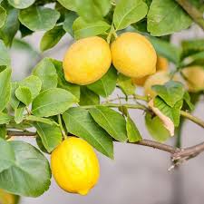 Bonsai Lemon Tree seeds for home fruit planting