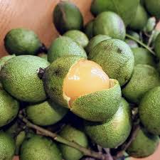 Spanish Lime – A Zesty, Refreshing Tropical Citrus Fruit