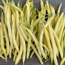 Butterscotch Yellow Eye Bush Beans,