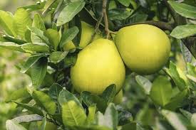 Heirloom Citrus Maxima Pomelo Fruit Seeds for Planting - Growing Your Own Fruit Orchard at Home Garden