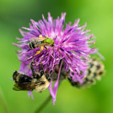 Cornflower Perennial Butterfly