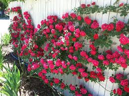 Climbing Polyantha Rose bonsai seeds for outdoor garden and bonsai decoration