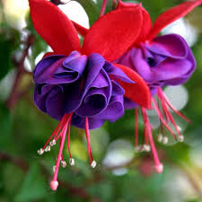 Purple Fuchsia Flower Seeds – Heirloom Non-GMO Flower Seeds for Planting