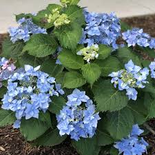 Hydrangea Tuff Stuff Mountain Seeds