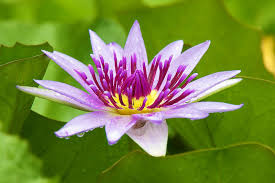 Nymphaea Purple Colorata (Tropical Water Lily)