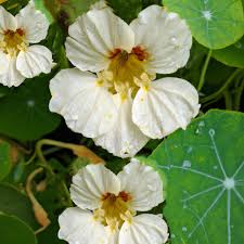 Nasturtium Milkmaid Seeds