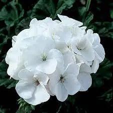 Heirloom Non-GMO White Geranium Flower Seeds for Planting – Elegant Blooms for Home Garden Dhara Seeds