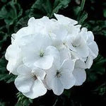 Heirloom Non-GMO White Geranium Flower Seeds for Planting – Elegant Blooms for Home Garden Dhara Seeds