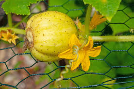 Lemon Cucumber Seeds – Cucumis Sativus Fruit Vegetable for Garden Planting