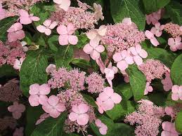 Hydrangea Mountain Hydrangea