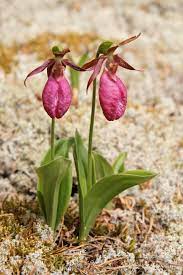 Pink Cypripedium Acaule Flower Seeds for Planting - NON GMO Seeds Dhara Seeds