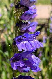 Penstemon Flower Seeds for Planting 100