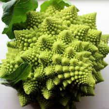 Romanesco broccoli – Brassica oleracea – spiral veggie seed for planting