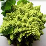 Romanesco broccoli – Brassica oleracea – spiral veggie seed for planting
