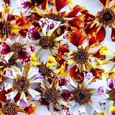 Coreopsis Seeds - Incredible Sea Shells Mix