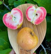 Pink Pearl Apple (Malus domestica 'Pink Pearl') – Unique Pink-Fleshed Apple