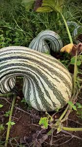 Cushaw Green Striped Squash Seeds for Garden and Container Planting
