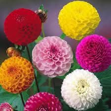 Dahlia Miniature Mixed Colors Easy-Grow Flower Seeds