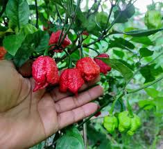 Carolina Reaper Hottest Chili Pepper Seeds
