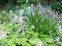 Foamflower Tiarella Cordifolia Heartleaf Flower Seeds for Planting – Ideal for Shaded Garden Beds and Ground Cover