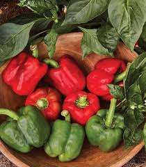 Pepper Capsicum annuum Sweetie Red vegetable seeds for planting in kitchen garden or indoor planters