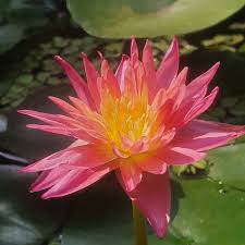 Sanam Chai (Tropical Water Lily)