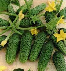 Cucumber Vlatko F1 Cucumis sativus vegetable seeds for planting in home garden or raised containers