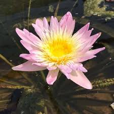 Nymphaea Ostara(Tropical Water Lily)