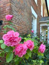 Charles de Mills Flower Seeds for Planting, Pink Blooms, 100 pcs
