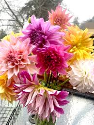 Dahlia Seeds - Pink Powerhouse Mix