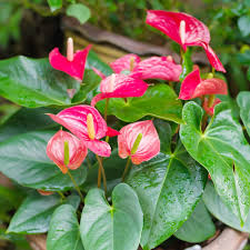Anthurium Flower Seeds - pcs for Vibrant Indoor & Outdoor Garden Plants