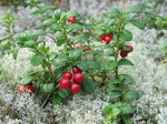 clusters of small bright red mountain cranberries on bushy evergreen shrub

