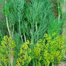 Heirloom Non-GMO Anethum Graveolens Seeds for Planting – Aromatic Green Dill Herb for Culinary and Medicinal Use