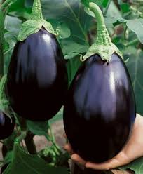 Eggplant Seeds - Black Beauty