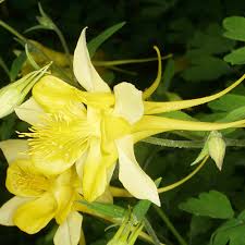 Aquilegia Flower Seeds (Yellow) – Fresh Seeds for Growing Yellow Aquilegia Flowers