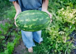 Watermelon Seeds (Organic) - Tendersweet Orange