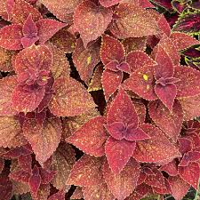 Coleus Talavera Moondust Seeds