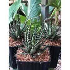 Edible Aloe Vera Plant Dark Green and White Aloe Vera Seeds for Indoor or Outdoor Planting 100 pcs