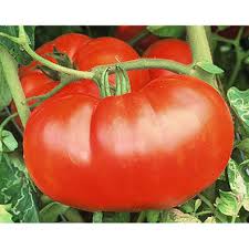 Tomato Marmeladnyy Solanum lycopersicum vegetable seeds for planting in kitchen garden