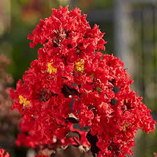 Crepe Myrtle Tree Seeds for Planting in Pots and Garden for Red Flowering Varieties