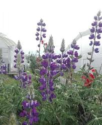 Lupine Seeds - Avalune Mix