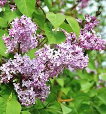 Purple Fragrant Flower Seeds for Planting - 100