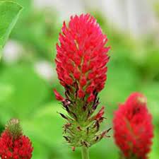 Red Clover Flower Seeds for Planting, 100