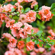 Pink Chaenomeles Flower Seeds for Planting – 100